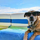 🔥Last Day Promotion 53% OFF & Free Shipping🧊Pets Cooling Mat (4x more effective)