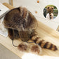 🎅Christmas Gift idea ￡10.99!! 🎁 Raccoon Tail Fur Parent-Child Plush Hat