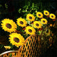 ⏳Time-Limited Special Price: ￡9.99!!⏰Sunflower Solar Garden Stake Led Lights🌻