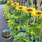 ⏳Time-Limited Special Price: ￡9.99!!⏰Sunflower Solar Garden Stake Led Lights🌻