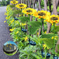 ❤️‍🔥Limited Price ￡6.99-Only Today🔥🌻Sunflower Solar Garden Stake Led Lights