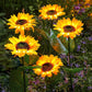 ❤️‍🔥Limited Price ￡6.99-Only Today🔥🌻Sunflower Solar Garden Stake Led Lights
