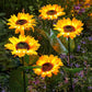 ⏳Time-Limited Special Price: ￡9.99!!⏰Sunflower Solar Garden Stake Led Lights🌻
